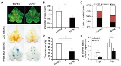 Pseudomonas fluorescens DN16 Enhances Cucumber Defense Responses Against the Necrotrophic Pathogen Botrytis cinerea by Regulating Thermospermine Catabolism